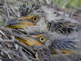 Close-Up of Two Yellow-Crowned Night Heron Chicks, Nyctanassa Violacea, Southern USA