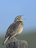 Western Meadowlark Singing (Sturnella Neglecta), North America