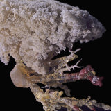 Buy Resin Cast of Lungs, Lobe Containing Normal and Bronchiectasis Tissue at AllPosters.com
