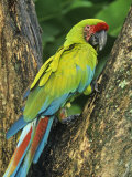 Great Green Macaw (Ara Ambigua), Costa Rica, Central America