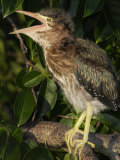 Young Green Heron, Butorides Virescens, Calling, Southern USA