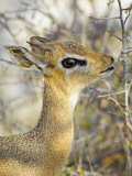 Kirk's Dikdik Eating a Shrub Leaf, Madoqua Kirkii, Etosha Pan National Park, Namibia, Africa