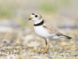 Piping Plover