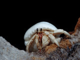 Land Hermit Crab, Maldives, Indian Ocean, Meemu Atoll