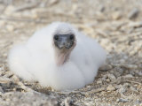 Nazca Booby Chick, Sula Granti, Tower Island, Galapagos, Ecuador
