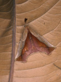 Pyralid Moth (Salobrena Toxocrossa), Family Pyralidae, Ecuador