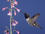 Male Black-Chinned Hummingbird, Archilochus Alexandri, Feeding at a Flower, Western USA