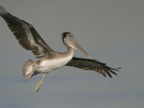 Immature Brown Pelican, Pelecanus Occidentalis, in Flight, North America