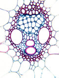 Corn, Zea, Monocot Stem Showing Vascular Bundle