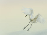 Great Egret Braking to Land, Ardea Alba, Southern USA
