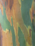 Close-Up of Variegated Rainbow Eucalyptus Tree Bark, Eucalyptus Deglupta, Australia
