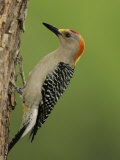 Male Golden-Fronted Woodpecker, Melanerpes Aurifrons, Texas, USA