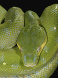 Green Tree Python, , Chondropython Viridis, Adult Specimen, Australia, New Guinea