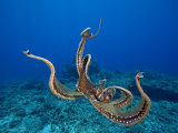 Day Octopus (Octopus Cyanea), Hawaii, USA