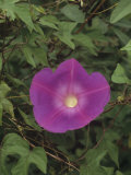 Morning Glory (Ipomoea Indica), Florida, USA