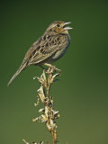 Grasshopper Sparrow (Ammodramus Savannarum) Singing, Eastern USA