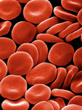 Red Blood Cells or Erythrocytes Showing their Flattened and Biconcave Shape