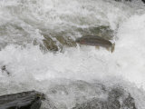Rainbow Trout (Oncorhynchus Mykiss) Jumping Out of the Water