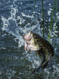 Buy Largemouth Bass and Spinnerbait at AllPosters.com