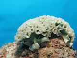 Lettuce Sea Slug, Tridachia Crispata, Netherlands Antilles, Bonaire, Caribbean Sea