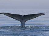 Blue Whale Tail Fluke (Balaenoptera Musculus), Baja California, Mexico