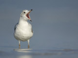 Ring-Billed Gull Calling (Larus Delawarensis)