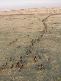 Aerial View of Gnus or Wildebeests Migrating across the Savanna, Maasai Mara, Kenya, Africa