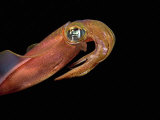 Buy Reef Squid Head (Sepioteuthis Lessoniana), Hawaii, USA at AllPosters.com