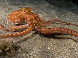 Ornate or Night Octopus (Octopus Ornatus), Hawaii, USA