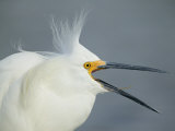Snowy Egret, Egretta Thula, with Crest Raised and Yawning, Southeastern USA