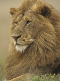 An Adult Male Lion, Panthera Leo, Masai Mara Game Reserve, Kenya, Africa