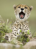 A Cheetah Yawning, Actinonyx Jubatus, East Africa