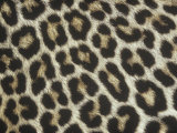 Spotted Pattern of African Leopard Fur, Panthera Pardus, East Africa