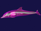 3D Mri Scan of a Dolphin