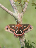 Cecropia Moth (Hyalophora Cecropia), Family Saturniidae, North America