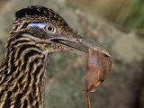 Greater Roadrunner Head with Meat in its Bill, Geococcyx Californianus, Arizona, USA