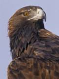 Golden Eagle Head Showing its Eye and Bill, Aquila Chrysaetos, North America