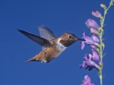 Rufous Hummingbird (Selasphorus Rufus) Feeding at a Flower, Western North America