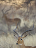 Male Impala Head, Aepyceros Melampus, Kenya, Africa