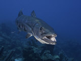 Great Barracuda (Sphyraena Barracuda) Can Reach as Much as Six Feet in Length, Caribbean