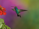 Broad-Billed Hummingbird Hovering at a Flower, Cynanthus Latirostris, Western North America