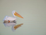American White Pelican (Pelecanus Erythrorhynchos) in Fog