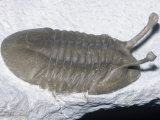 Stalk-Eyed Trilobite Fossil (Neoasaphus Kowalewskii), Odovician, 465 M.Y.A., Russia
