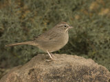 Rufous-Crowned Sparrow (Aimophila Ruficeps) Perched on a Rock, Arizona, USA