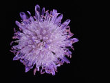 Scabious Flower