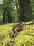 Red-Legged Frog, Rana Aurora, Olympic National Park, Washington, USA