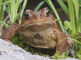 American Toad (Bufo Americanus), North America
