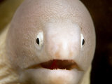 White-Eyed Moray Eel Head (Muraena Thyrsoides), Malaysia