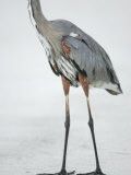 Great Blue Heron Lower Body Showing its Long Legs Used for Wading, Ardea Herodias, USA
