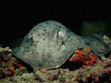 Black-Spotted Stingray (Taeniura Meyeni)